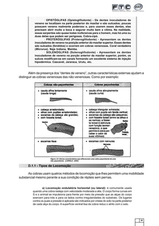 39
Além da presença dos “dentes de veneno”, outras características externas ajudam a
distinguir as cobras venenosas das não venenosas. Como por exemplo:
D.1.1 - Tipos de Locomoção
As cobras usam quatros métodos de locomoção que lhes permitem uma mobilidade
substancial mesmo perante a sua condição de répteis sem pernas.
1234567890123456789012345678901212345678901234567890123456789012123456789012345678901234567890121234567890123456789012345
1234567890123456789012345678901212345678901234567890123456789012123456789012345678901234567890121234567890123456789012345
1234567890123456789012345678901212345678901234567890123456789012123456789012345678901234567890121234567890123456789012345
1234567890123456789012345678901212345678901234567890123456789012123456789012345678901234567890121234567890123456789012345
123456789012345678901234567890121234567890123456789012345678901212345678901234567890123456789012123456789012345678901234512345678901234567890123456789012123456789012345678901234567890121234567890123456789012345678901212345678901234567890123451234567890123456789012345678901212345678901234567890123456789012123456789012345678901234567890121234567890123456789012345123456789012345678901234567890121234567890123456789012345678901212345678901234567890123456789012123456789012345678901234512345678901234567890123456789012123456789012345678901234567890121234567890123456789012345678901212345678901234567890123451234567890123456789012345678901212345678901234567890123456789012123456789012345678901234567890121234567890123456789012345
1234567890123456789012345678901212345678901234567890123456789012123456789012345678901234567890121234567890123456789012345
12345678901234567890123456789012123456789012345678901234567890121234567890123456789012345678901212345678901234567890123451234567890123456789012345678901212345678901234567890123456789012123456789012345678901234567890121234567890123456789012345
1234567890123456789012345678901212345678901234567890123456789012123456789012345678901234567890121234567890123456789012345
1234567890123456789012345678901212345678901234567890123456789012123456789012345678901234567890121234567890123456789012345
1234567890123456789012345678901212345678901234567890123456789012123456789012345678901234567890121234567890123456789012345
1234567890123456789012345678901212345678901234567890123456789012123456789012345678901234567890121234567890123456789012345
1234567890123456789012345678901212345678901234567890123456789012123456789012345678901234567890121234567890123456789012345
1234567890123456789012345678901212345678901234567890123456789012123456789012345678901234567890121234567890123456789012345
1234567890123456789012345678901212345678901234567890123456789012123456789012345678901234567890121234567890123456789012345
12345678901234567890123456789012123456789012345678901234567890121234567890123456789012345678901212345678901234567890123451234567890123456789012345678901212345678901234567890123456789012123456789012345678901234567890121234567890123456789012345
1234567890123456789012345678901212345678901234567890123456789012123456789012345678901234567890121234567890123456789012345
1234567890123456789012345678901212345678901234567890123456789012123456789012345678901234567890121234567890123456789012345
1234567890123456789012345678901212345678901234567890123456789012123456789012345678901234567890121234567890123456789012345
1234567890123456789012345678901212345678901234567890123456789012123456789012345678901234567890121234567890123456789012345
1234567890123456789012345678901212345678901234567890123456789012123456789012345678901234567890121234567890123456789012345
12345678901234567890123456789012123456789012345678901234567890121234567890123456789012345678901212345678901234567890123451234567890123456789012345678901212345678901234567890123456789012123456789012345678901234567890121234567890123456789012345
1234567890123456789012345678901212345678901234567890123456789012123456789012345678901234567890121234567890123456789012345
1234567890123456789012345678901212345678901234567890123456789012123456789012345678901234567890121234567890123456789012345
1234567890123456789012345678901212345678901234567890123456789012123456789012345678901234567890121234567890123456789012345
1234567890123456789012345678901212345678901234567890123456789012123456789012345678901234567890121234567890123456789012345
1234567890123456789012345678901212345678901234567890123456789012123456789012345678901234567890121234567890123456789012345
1234567890123456789012345678901212345678901234567890123456789012123456789012345678901234567890121234567890123456789012345
1234567890123456789012345678901212345678901234567890123456789012123456789012345678901234567890121234567890123456789012345
12345678901234567890123456789012123456789012345678901234567890121234567890123456789012345678901212345678901234567890123451234567890123456789012345678901212345678901234567890123456789012123456789012345678901234567890121234567890123456789012345
1234567890123456789012345678901212345678901234567890123456789012123456789012345678901234567890121234567890123456789012345
1234567890123456789012345678901212345678901234567890123456789012123456789012345678901234567890121234567890123456789012345
1234567890123456789012345678901212345678901234567890123456789012123456789012345678901234567890121234567890123456789012345
1234567890123456789012345678901212345678901234567890123456789012123456789012345678901234567890121234567890123456789012345
1234567890123456789012345678901212345678901234567890123456789012123456789012345678901234567890121234567890123456789012345
1234567890123456789012345678901212345678901234567890123456789012123456789012345678901234567890121234567890123456789012345
1234567890123456789012345678901212345678901234567890123456789012123456789012345678901234567890121234567890123456789012345
1234567890123456789012345678901212345678901234567890123456789012123456789012345678901234567890121234567890123456789012345
1234567890123456789012345678901212345678901234567890123456789012123456789012345678901234567890121234567890123456789012345
1234567890123456789012345678901212345678901234567890123456789012123456789012345678901234567890121234567890123456789012345
1234567890123456789012345678901212345678901234567890123456789012123456789012345678901234567890121234567890123456789012345
1234567890123456789012345678901212345678901234567890123456789012123456789012345678901234567890121234567890123456789012345
1234567890123456789012345678901212345678901234567890123456789012123456789012345678901234567890121234567890123456789012345
1234567890123456789012345678901212345678901234567890123456789012123456789012345678901234567890121234567890123456789012345
1234567890123456789012345678901212345678901234567890123456789012123456789012345678901234567890121234567890123456789012345
1234567890123456789012345678901212345678901234567890123456789012123456789012345678901234567890121234567890123456789012345
1234567890123456789012345678901212345678901234567890123456789012123456789012345678901234567890121234567890123456789012345
1234567890123456789012345678901212345678901234567890123456789012123456789012345678901234567890121234567890123456789012345
1234567890123456789012345678901212345678901234567890123456789012123456789012345678901234567890121234567890123456789012345
· OPISTÓGLIFAS (Opistoglifodonte) - Os dentes inoculadores de
veneno se localizam na parte posterior do maxilar e são sulcados; poucas
possuem veneno realmente poderoso e, para usarem esses dentes, elas
precisam abrir muito a boca e segurar muito bem a vítima. Na realidade,
essas serpentes são quase todas inofensivas para o homem, mas há uma ou
duas delas que podem ser perigosas. Cobra-cipó.
· PROTERÓGLIFAS (Proteroglifodonte) - Apresentam os dentes
inoculadores de veneno na posição anterior do maxilar superior. Esses dentes
são sulcados (fendidos) e ocorrem em cobras venenosas. Coral verdadeira
(Micrurus), Naja Indiana, Mamba.
· SOLENÓGLIFAS (Solenoglifodonte) - Apresentam os dentes
inoculadores de veneno na porção anterior da maxilar superior, porém, os
sulcos modificam-se em canais formando um excelente sistema de injeção
hipodérmica. Cascavel, Jararaca, Urutu, etc.
a) Locomoção ondulatória horizontal (ou lateral): é comumente usada
quando uma cobra rasteja com velocidade moderada a alta. O corpo forma curvas em
S e o animal se impulsiona para frente por meio da pressão que as alças do corpo
exercem para trás e para os lados contra irregularidades do substrato. Os lugares
contra os quais a pressão é aplicada são indicados por cristas do solo na parte posterior
de cada alça do corpo. A superfície ventral lisa da cobra reduz o atrito com o solo.
Figura 13: Outras características que diferenciam uma cobra peçonhenta de uma
não-peçonhenta (LOPES,S. 1994)
 
