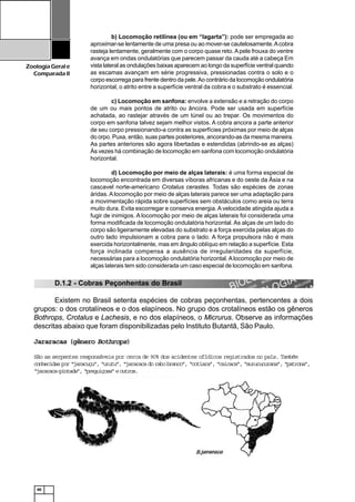 40
ZoologiaGerale
Comparada II
D.1.2 - Cobras Peçonhentas do Brasil
Existem no Brasil setenta espécies de cobras peçonhentas, pertencentes a dois
grupos: o dos crotalíneos e o dos elapíneos. No grupo dos crotalíneos estão os gêneros
Bothrops, Crotalus e Lachesis, e no dos elapíneos, o Micrurus. Observe as informações
descritas abaixo que foram disponibilizadas pelo Instituto Butantã, São Paulo.
b) Locomoção retilínea (ou em “lagarta”): pode ser empregada ao
aproximar-se lentamente de uma presa ou ao mover-se cautelosamente.Acobra
rasteja lentamente, geralmente com o corpo quase reto.Apele frouxa do ventre
avança em ondas ondulatórias que parecem passar da cauda até a cabeça Em
vista lateral as ondulações baixas aparecem ao longo da superfície ventral quando
as escamas avançam em série progressiva, pressionadas contra o solo e o
corpo escorrega para frente dentro da pele.Ao contrário da locomoção ondulatória
horizontal, o atrito entre a superfície ventral da cobra e o substrato é essencial.
c) Locomoção em sanfona: envolve a extensão e a retração do corpo
de um ou mais pontos de atrito ou âncora. Pode ser usada em superfície
achatada, ao rastejar através de um túnel ou ao trepar. Os movimentos do
corpo em sanfona talvez sejam melhor vistos. A cobra ancora a parte anterior
de seu corpo pressionando-a contra as superfícies próximas por meio de alças
do orpo. Puxa, então, suas partes posteriores, ancorando-as da mesma maneira.
As partes anteriores são agora libertadas e estendidas (abrindo-se as alças)
Às vezes há combinação de locomoção em sanfona com locomoção ondulatória
horizontal.
d) Locomoção por meio de alças laterais: é uma forma especial de
locomoção encontrada em diversas víboras africanas e do oeste da Ásia e na
cascavel norte-americano Crotalus cerastes. Todas são espécies de zonas
áridas. Alocomoção por meio de alças laterais parece ser uma adaptação para
a movimentação rápida sobre superfícies sem obstáculos como areia ou terra
muito dura. Evita escorregar e conserva energia.A velocidade atingida ajuda a
fugir de inimigos. A locomoção por meio de alças laterais foi considerada uma
forma modificada de locomoção ondulatória horizontal. As alças de um lado do
corpo são ligeiramente elevadas do substrato e a força exercida pelas alças do
outro lado impulsionam a cobra para o lado. A força propulsora não é mais
exercida horizontalmente, mas em ângulo oblíquo em relação a superfície. Esta
força inclinada compensa a ausência de irregularidades da superfície,
necessárias para a locomoção ondulatória horizontal.Alocomoção por meio de
alças laterais tem sido considerada um caso especial de locomoção em sanfona.
Jararacas (gênero Bothrops)
São as serpentes responsáveis por cerca de 90% dos acidentes ofídicos registrados no país. Também
conhecidaspor“jaracuçu”,“urutu”,“jararacadorabobranco”,“cotiara”,“caicaca”,“surucucurana”,“patrona”,
“jararaca-pintada”,“preguiçosa”eoutros.
 