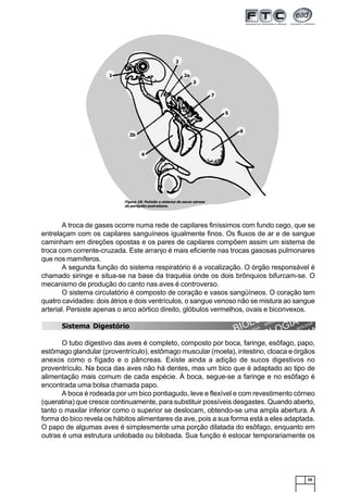 55
A troca de gases ocorre numa rede de capilares finíssimos com fundo cego, que se
entrelaçam com os capilares sanguíneos igualmente finos. Os fluxos de ar e de sangue
caminham em direções opostas e os pares de capilares compõem assim um sistema de
troca com corrente-cruzada. Este arranjo é mais eficiente nas trocas gasosas pulmonares
que nos mamíferos.
A segunda função do sistema respiratório é a vocalização. O órgão responsável é
chamado siringe e situa-se na base da traquéia onde os dois brônquios bifurcam-se. O
mecanismo de produção do canto nas aves é controverso.
O sistema circulatório é composto de coração e vasos sangüíneos. O coração tem
quatro cavidades: dois átrios e dois ventrículos, o sangue venoso não se mistura ao sangue
arterial. Persiste apenas o arco aórtico direito, glóbulos vermelhos, ovais e biconvexos.
Sistema Digestório
O tubo digestivo das aves é completo, composto por boca, faringe, esôfago, papo,
estômago glandular (proventrículo), estômago muscular (moela), intestino, cloaca e órgãos
anexos como o fígado e o pâncreas. Existe ainda a adição de sucos digestivos no
proventrículo. Na boca das aves não há dentes, mas um bico que é adaptado ao tipo de
alimentação mais comum de cada espécie. À boca, segue-se a faringe e no esôfago é
encontrada uma bolsa chamada papo.
A boca é rodeada por um bico pontiagudo, leve e flexível e com revestimento córneo
(queratina) que cresce continuamente, para substituir possíveis desgastes. Quando aberto,
tanto o maxilar inferior como o superior se deslocam, obtendo-se uma ampla abertura. A
forma do bico revela os hábitos alimentares da ave, pois a sua forma está a eles adaptada.
O papo de algumas aves é simplesmente uma porção dilatada do esôfago, enquanto em
outras é uma estrutura unilobada ou bilobada. Sua função é estocar temporariamente os
Figura 18: Pulmão e sistema de sacos aéreos
do periquito australiano.
 