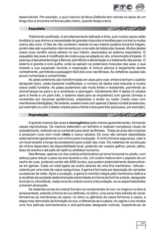 57
desenvolvido. Por exemplo, o quivi noturno da Nova Zelândia tem narinas no ápice de um
longo bico e encontra minhocas pelo cheiro, quando fareja a terra.
Esqueleto
Totalmente ossificado, é simultaneamente delicado e forte, pois muitos ossos estão
fundidos (o que diminui a necessidade de grandes músculos e tendões para uni-los) e muitos
outros são ocos. O fato de não conterem medula no seu interior poderia torná-los frágeis,
porém eles são suportados internamente por uma rede de trabéculas ósseas. Muitos destes
ossos ocos contêm sacos aéreos no seu interior, associados ao sistema respiratório. O
esqueleto das aves é modificado de modo a que se adapte ao vôo, a locomoção é bípede. O
pescoço é tipicamente longo e flexível, permitindo a alimentação e o tratamento das penas. O
esterno é grande e com quilha, onde se apóiam os poderosos músculos das asas, o que
impede a sua expansão durante a respiração. A cintura pélvica é largamente aberta
ventralmente, permitindo a passagem fácil dos ovos nas fêmeas.As vértebras caudais são
pouco numerosas e comprimidas.
As patas anteriores são transformadas em asas para voar, embora tenham o padrão
tetrápode típico, estão bastante modificadas: o número de dedos está reduzido e muitos
ossos estão fundidos. As patas posteriores são muito fortes e resistentes, permitindo ao
animal lançar-se para o ar e amortecer a aterragem. Geralmente têm 4 dedos (3 virados
para a frente e um para trás, o sistema ideal para se empoleirar) com garras córneas e
revestidas por escamas epidérmicas, adaptadas a andar ou nadar (neste caso com
membranas interdigitais). No entanto, existem aves com apenas 2 dedos no total (avestruzes,
por exemplo) ou com 2 dedos virados para a frente e dois para trás (pica-paus, por exemplo).
Reprodução
A grande maioria das aves é monogâmica (pelo menos aparentemente), formando
casais reprodutores. Os machos defendem um território e realizam complexos rituais de
acasalamento, exibindo-se ou cantando para atrair as fêmeas. Todas as aves são ovíparas
e produzem ovos com muito vitelo e casca calcária. Os ovos são sempre depositados
externamente (geralmente num ninho) para incubação. O ninho fornece segurança, calor e
um local isolado e longe de predadores para cuidar das crias. Os materiais de construção
de ninhos dependem da disponibilidade local, podendo ser usados galhos, penas, pêlos,
teias de aranha e até pele de réptil ou artefatos humanos.
Nas fêmeas, apenas um dos ovários embrionários se torna funcional no adulto, num
esforço para reduzir o peso da ave durante o vôo. Um ovário maduro tem o aspecto de um
cacho de uvas, podendo conter até 4000 óvulos, que podem potencialmente desenvolver-
se em gemas. Cada um está ligado ao ovário através de uma fina membrana - folículo -
coberta por uma rede de vasos sanguíneos. Agema é formada por deposição de camadas
sucessivas de vitelo. Após a ovulação, a gema é mantida íntegra pela membrana vitelina e
é recolhido da cavidade abdominal pela extremidade em forma de funil do oviduto, designada
funículo ou infundíbulo, nesta zona do oviduto ocorre a fecundação, se os espermatozóides
a tiverem alcançado.
As restantes zonas do oviduto formam os componentes do ovo: no magnum a clara é
acrescentada, estando a forma do ovo definida; no istmo, uma zona mais estreita do canal,
formam-se as membranas da casca; no útero ou glândula da casca forma-se a casca, a
etapa mais demorada da formação do ovo, e diferencia-se a calaza; na vagina o ovo recebe
uma fina película anti-bacteriana e anti-partículas designada cutícula, impedindo-as de
 