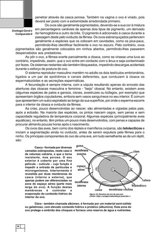 58
ZoologiaGerale
Comparada II
Figura 19: Estrutura do ovo de uma ave.
(Fonte: http://curlygirl.naturlink.pt/aves.htm ).
penetrar através da casca porosa. Também na vagina o ovo é virado, pois
deverá ser posto com a extremidade arredondada primeiro.
Os ovos são geralmente pigmentados, devendo-se a sua cor à mistura
em percentagens variáveis de apenas dois tipos de pigmento, um derivado
da hemoglobina e outro da bílis. O pigmento é adicionado à casca durante a
passagem deste pelo oviducto da fêmea. Os ovos esbranquiçados pertencem
geralmente a espécies que os colocam em cavidades, como os pica-paus,
permitindo-lhes identificar facilmente o ovo no escuro. Pelo contrário, ovos
pigmentados são geralmente colocados em ninhos abertos, permitindo-lhes passarem
despercebidos aos predadores.
Ao pôr o ovo, a fêmea everte parcialmente a cloaca, como se virasse uma luva ao
contrário, impedindo, assim, que o ovo entre em contacto com o ânus e seja contaminado
por fezes. Os sistemas restantes são também bloqueados, impedindo descargas acidentais
durante o esforço de postura do ovo.
O sistema reprodutor masculino mantém no adulto os dois testículos embrionários,
ligados a um par de epidídimos e canais deferentes, que conduzem à cloaca os
espermatozóides e as secreções espermáticas.
A fecundação é sempre interna, com a cópula resultando apenas do encosto das
aberturas das cloacas masculina e feminina - “beijo” cloacal. No entanto, existem aves
(algumas espécies de patos e gansos, cisnes, avestruzes ou búfagos, por exemplo) que
apresentam órgãos copuladores, embora sem vasos sanguíneos no seu interior. É comum
que apresentem um sulco espiralado ao longo da sua superfície, por onde o esperma escorre
para o interior da cloaca e oviducto da fêmea.
As crias, pouco desenvolvidas ao nascer, são alimentadas e vigiadas pelos pais,
após a eclosão. Na maioria das espécies, os pintos nascem cegos, sem penas e sem
capacidade reguladora de temperatura corporal. Algumas espécies (principalmente aves
aquáticas), no entanto, têm pintos um pouco mais desenvolvidos, com penas e capazes de
procurar alimento poucas horas após o nascimento.
Os ovos das aves, bem como dos répteis e mamíferos ovíparos, são telolecíticos e
iniciam a segmentação ainda no oviducto, antes de serem expulsos pela fêmea para o
ninho. Os principais componentes do ovo de uma ave, em tudo semelhante ao de um réptil,
são:
Casca - formada por diversas
camadas sobrepostas, neste caso é
de natureza calcária, o que a torna
resistente, mas porosa. O seu
exterior é coberto por uma fina
película - cutícula - cuja função é
impedir a entrada de partículas e
microrganismos. Interiormente é
revestida por duas membranas da
casca (interna e externa), que
apenas podem ser diferenciadas na
zona do espaço aéreo (parte mais
larga do ovo). A função destas
membranas é controlar a
evaporação do conteúdo hídrico do
interior do ovo.
Clara - também chamada albúmen, é formada por um material semi-sólido
ou gelatinoso, com elevado conteúdo hídrico e protéico (albumina). Esta zona do
ovo protege o embrião dos choques e fornece uma reserva de água e nutrientes.
 