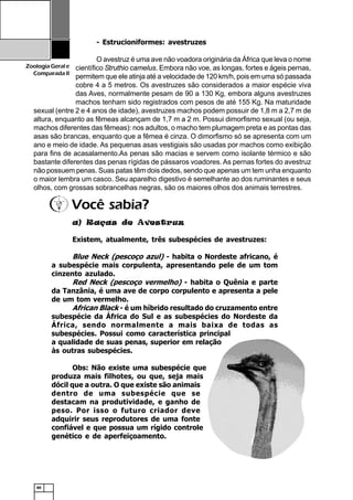60
ZoologiaGerale
Comparada II
- Estrucioniformes: avestruzes
O avestruz é uma ave não voadora originária da África que leva o nome
científico Struthio camelus. Embora não voe, as longas, fortes e ágeis pernas,
permitem que ele atinja até a velocidade de 120 km/h, pois em uma só passada
cobre 4 a 5 metros. Os avestruzes são considerados a maior espécie viva
das Aves, normalmente pesam de 90 a 130 Kg, embora alguns avestruzes
machos tenham sido registrados com pesos de até 155 Kg. Na maturidade
sexual (entre 2 e 4 anos de idade), avestruzes machos podem possuir de 1,8 m a 2,7 m de
altura, enquanto as fêmeas alcançam de 1,7 m a 2 m. Possui dimorfismo sexual (ou seja,
machos diferentes das fêmeas): nos adultos, o macho tem plumagem preta e as pontas das
asas são brancas, enquanto que a fêmea é cinza. O dimorfismo só se apresenta com um
ano e meio de idade. As pequenas asas vestigiais são usadas por machos como exibição
para fins de acasalamento.As penas são macias e servem como isolante térmico e são
bastante diferentes das penas rígidas de pássaros voadores. As pernas fortes do avestruz
não possuem penas. Suas patas têm dois dedos, sendo que apenas um tem unha enquanto
o maior lembra um casco. Seu aparelho digestivo é semelhante ao dos ruminantes e seus
olhos, com grossas sobrancelhas negras, são os maiores olhos dos animais terrestres.
a) Raças de Avestruz
Existem, atualmente, três subespécies de avestruzes:
Blue Neck (pescoço azul) - habita o Nordeste africano, é
a subespécie mais corpulenta, apresentando pele de um tom
cinzento azulado.
Red Neck (pescoço vermelho) - habita o Quênia e parte
da Tanzânia, é uma ave de corpo corpulento e apresenta a pele
de um tom vermelho.
African Black - é um híbrido resultado do cruzamento entre
subespécie da África do Sul e as subespécies do Nordeste da
África, sendo normalmente a mais baixa de todas as
subespécies. Possui como característica principal
a qualidade de suas penas, superior em relação
às outras subespécies.
Obs: Não existe uma subespécie que
produza mais filhotes, ou que, seja mais
dócil que a outra. O que existe são animais
dentro de uma subespécie que se
destacam na produtividade, e ganho de
peso. Por isso o futuro criador deve
adquirir seus reprodutores de uma fonte
confiável e que possua um rígido controle
genético e de aperfeiçoamento.
Você sabia?
 