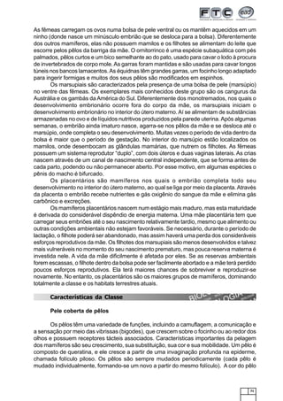 71
As fêmeas carregam os ovos numa bolsa de pele ventral ou os mantêm aquecidos em um
ninho (donde nasce um minúsculo embrião que se desloca para a bolsa). Diferentemente
dos outros mamíferos, elas não possuem mamilos e os filhotes se alimentam do leite que
escorre pelos pêlos da barriga da mãe. O ornitorrinco é uma espécie subaquática com pés
palmados, pêlos curtos e um bico semelhante ao do pato, usado para cavar o lodo à procura
de invertebrados de corpo mole.As garras foram mantidas e são usadas para cavar longos
túneis nos bancos lamacentos.As équidnas têm grandes garras, um focinho longo adaptado
para ingerir formigas e muitos dos seus pêlos são modificados em espinhos.
Os marsupiais são caracterizados pela presença de uma bolsa de pele (marsúpio)
no ventre das fêmeas. Os exemplares mais conhecidos deste grupo são os cangurus da
Austrália e os gambás da América do Sul. Diferentemente dos monotremados, nos quais o
desenvolvimento embrionário ocorre fora do corpo da mãe, os marsupiais iniciam o
desenvolvimento embrionário no interior do útero materno.Aí se alimentam de substâncias
armazenadas no ovo e de líquidos nutritivos produzidos pela parede uterina.Após algumas
semanas, o embrião ainda imaturo nasce, agarra-se nos pêlos da mãe e se desloca até o
marsúpio, onde completa o seu desenvolvimento. Muitas vezes o período de vida dentro da
bolsa é maior que o período de gestação. No interior do marsúpio estão localizados os
mamilos, onde desembocam as glândulas mamárias, que nutrem os filhotes. As fêmeas
possuem um sistema reprodutor “duplo”, com dois úteros e duas vaginas laterais. As crias
nascem através de um canal de nascimento central independente, que se forma antes de
cada parto, podendo ou não permanecer aberto. Por esse motivo, em algumas espécies o
pênis do macho é bifurcado.
Os placentários são mamíferos nos quais o embrião completa todo seu
desenvolvimento no interior do útero materno, ao qual se liga por meio da placenta.Através
da placenta o embrião recebe nutrientes e gás oxigênio do sangue da mãe e elimina gás
carbônico e excreções.
Os mamíferos placentários nascem num estágio mais maduro, mas esta maturidade
é derivada do considerável dispêndio de energia materna. Uma mãe placentária tem que
carregar seus embriões até o seu nascimento relativamente tardio, mesmo que alimento ou
outras condições ambientais não estejam favoráveis. Se necessário, durante o período de
lactação, o filhote poderá ser abandonado, mas assim haverá uma perda dos consideráveis
esforços reprodutivos da mãe. Os filhotes dos marsupiais são menos desenvolvidos e talvez
mais vulneráveis no momento do seu nascimento prematuro, mas pouca reserva materna é
investida nele. A vida da mãe dificilmente é afetada por eles. Se as reservas ambientais
forem escassas, o filhote dentro da bolsa pode ser facilmente abortado e a mãe terá perdido
poucos esforços reprodutivos. Ela terá maiores chances de sobreviver e reproduzir-se
novamente. No entanto, os placentários são os maiores grupos de mamíferos, dominando
totalmente a classe e os habitats terrestres atuais.
Características da Classe
Pele coberta de pêlos
Os pêlos têm uma variedade de funções, incluindo a camuflagem, a comunicação e
a sensação por meio das vibrissas (bigodes), que crescem sobre o focinho ou ao redor dos
olhos e possuem receptores tácteis associados. Características importantes da pelagem
dos mamíferos são seu crescimento, sua substituição, sua cor e sua mobilidade. Um pêlo é
composto de queratina, e ele cresce a partir de uma invaginação profunda na epiderme,
chamada folículo piloso. Os pêlos são sempre mudados periodicamente (cada pêlo é
mudado individualmente, formando-se um novo a partir do mesmo folículo). A cor do pêlo
 