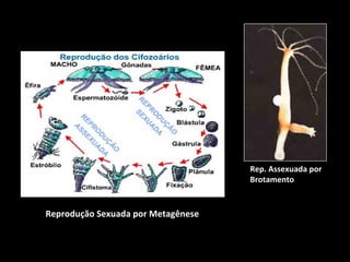 Reprodução Sexuada por Metagênese 
Rep. Assexuada por 
Brotamento 
 