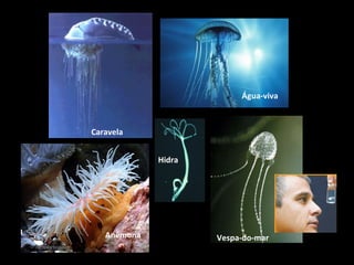 Caravela 
Água-viva 
Anêmona 
Hidra 
Vespa-do-mar 
 
