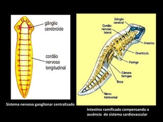 Sistema nervoso ganglionar centralizado 
Intestino ramificado compensando a 
ausência do sistema cardiovascular 
 