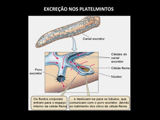 EXCREÇÃO NOS PLATELMINTOS 
 