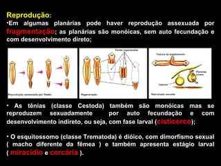 Reprodução: 
•Em algumas planárias pode haver reprodução assexuada por 
fragmentação; as planárias são monóicas, sem auto fecundação e 
com desenvolvimento direto; 
• As tênias (classe Cestoda) também são monóicas mas se 
reproduzem sexuadamente por auto fecundação e com 
desenvolvimento indireto, ou seja, com fase larval (cisticerco); 
• O esquitossomo (classe Trematoda) é dióico, com dimorfismo sexual 
( macho diferente da fêmea ) e também apresenta estágio larval 
( miracídio e cercária ). 
 