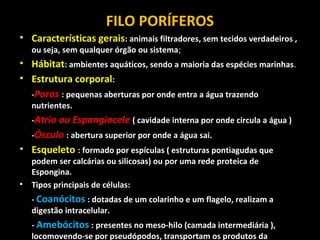 FILO PORÍFEROS 
• Características gerais: animais filtradores, sem tecidos verdadeiros , 
ou seja, sem qualquer órgão ou sistema; 
• Hábitat: ambientes aquáticos, sendo a maioria das espécies marinhas. 
• Estrutura corporal: 
-Poros : pequenas aberturas por onde entra a água trazendo 
nutrientes. 
-Atrio ou Espongiocele ( cavidade interna por onde circula a água ) 
-Ósculo : abertura superior por onde a água sai. 
• Esqueleto : formado por espículas ( estruturas pontiagudas que 
podem ser calcárias ou silicosas) ou por uma rede proteica de 
Espongina. 
• Tipos principais de células: 
- Coanócitos : dotadas de um colarinho e um flagelo, realizam a 
digestão intracelular. 
- Amebócitos : presentes no meso-hilo (camada intermediária ), 
locomovendo-se por pseudópodos, transportam os produtos da 
 