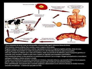 1-Ao se alimentar de carnes cruas ou mal passadas, o homem pode ingerir cisticercos (lasvas de tênia). 
2-No intestino, a larva se liberta, fixa o escólex, cresce e origina a tênia adulta. 
Proglotes maduras, contendo testículos e ovários, reproduzem-se entre si e originam proglotes grávidas, cheias de ovos. 
Proglotes grávidas despremdem-se unidas em grupos de 2 a 6 e são liberados durante ou após as evacuações. 
3-No solo, rompem-se e liberam ovos. Cada ovo é esférico, mede cerca de 30 mm de diâmetro, possui 6 pequenos ganchos e é 
conhecido como oncosfera. Espalha-se pelo meio e podem ser ingeridos pelo hospedeiro intermediário. 
4-No intestino do animal, os ovos penetram no revestimento intestinal e cae no sangue. Atingem principalmente a musculatura 
sublingual, diafragma, sistema nervoso e coração. 
5-Cada ovo se transforma em uma larva, uma tênia em miniatura, chamada cisticerco, cujo tamanho lembra o de um pequeno 
grão de canjica. Essa larva contém escólex e um curto pescoço, tudo envolto por uma vesícula protetora. 
6-Por autoinfestação, ovos passam para a corrente sangüínea e desenvolvem-se em cisticercos (larvas) em tecidos humanos, 
causando uma doenças - a cisticercose que pode ser fatal. 
 