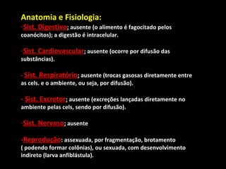 Anatomia e Fisiologia: 
-Sist. Digestivo: ausente (o alimento é fagocitado pelos 
coanócitos); a digestão é intracelular. 
-Sist. Cardiovascular: ausente (ocorre por difusão das 
substâncias). 
- Sist. Respiratório: ausente (trocas gasosas diretamente entre 
as cels. e o ambiente, ou seja, por difusão). 
- Sist. Excretor: ausente (excreções lançadas diretamente no 
ambiente pelas cels, sendo por difusão). 
-Sist. Nervoso: ausente 
-Reprodução: assexuada, por fragmentação, brotamento 
( podendo formar colônias), ou sexuada, com desenvolvimento 
indireto (larva anfiblástula). 
 
