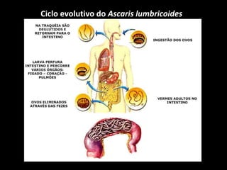 Ciclo evolutivo do Ascaris lumbricoides 
 