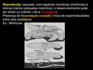 Reprodução: sexuada, com espécies monóicas (minhocas) e 
dióicas (certos poliquetas marinhos); o desenvolvimento pode 
ser direto ou indireto ( larva Trocófora). 
Presença de fecundação cruzada ( troca de espermatozóides 
entre dois anelídeos). 
Ex.: Minhocas 
 