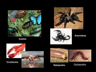 Insetos 
Crustáceos 
Aracnídeos 
Diplopodos Quilopodos 
 