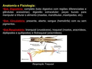 Anatomia e Fisiologia: 
•Sist. Digestório: completo (tubo digestivo com regiões diferenciadas e 
glândulas acessórias), digestão extracelular; peças bucais para 
manipular e triturar o alimento (maxilas, mandíbulas ,maxilípedes, etc). 
•Sist. Circulatório: presente, aberto; sangue (hemolinfa) com ou sem 
pigmentos. 
•Sist.Respiratório: branquial (crustáceos), traqueal (insetos, aracnídeos, 
diplópodos e quilópodos) e filotraqueal (aracnídeos). 
Respiração Traqueal 
 