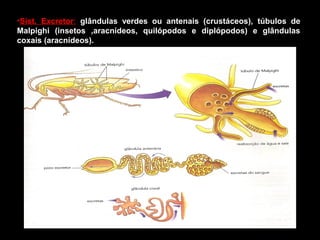 •Sist. Excretor: glândulas verdes ou antenais (crustáceos), túbulos de 
Malpighi (insetos ,aracnídeos, quilópodos e diplópodos) e glândulas 
coxais (aracnídeos). 
 