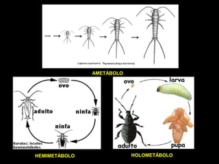 AMETÁBOLO 
HEMIMETÁBOLO HOLOMETÁBOLO 
 