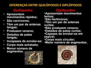 DIFERENÇAS ENTRE QUILÓPODOS E DIPLÓPODOS 
Quilópodes 
• Apresentam 
movimentos rápidos; 
• São carnívoros; 
• Têm um par de antenas 
longas; 
• Produzem veneno; 
• Dotados de patas 
longas; 
• Incapazes de enrolar-se; 
• Corpo mais achatado; 
• Menor número de 
segmentos. 
Diplópodes 
•Apresentam movimentos 
lentos; 
•São herbívoros; 
•Têm um par de antenas 
curtas; 
•Não produzem veneno; 
•Dotados de patas curtas; 
•Capazes de enrolar-se em 
espiral; 
•Corpo mais circular; 
•Maior número de segmentos. 
 