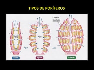 TIPOS DE PORÍFEROS 
 