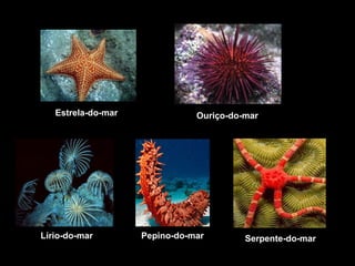 Estrela-do-mar Ouriço-do-mar 
Lírio-do-mar Pepino-do-mar Serpente-do-mar 
