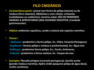 FILO CNIDÁRIOS 
• Características gerais: animal com forma de pólipo (sésseis) ou de 
medusa (livre natantes), diblásticos e com celulas. urticantes 
(cnidoblastos ou cnidócitos); simetria radial; SÃO OS PRIMEIROS 
ANIMAIS A APRESETAREM UMA CAVIDADE DIGESTIVA ( Cavidade 
gastrovascular). 
• Hábitat: ambientes aquáticos, sendo a maioria das espécies marinhas. 
• Classes : 
- Hydrozoa : predomina a forma pólipo. Ex.: Hidra, Caravela-Portuguesa 
-Scyphozoa : formas pólipo e medusa ( predominante). Ex.: Água-viva 
-Anthozoa : predomina forma pólipo. Ex.: Corais, Anêmonas. 
-Cubozoa : predomina a forma medusa. Ex.: Vespas-do-mar. 
• Exemplos: Physalia pelagica (caravela-portuguesa), Aurelia aurita 
(grande medusa marinha), Hydra viridis (pequeno pólipo de água doce), 
recifes coralíneos. 
 