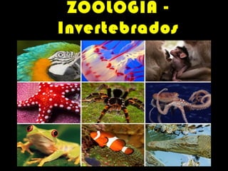 ZOOLOGIA -
Invertebrados
 