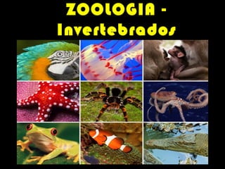 ZOOLOGIA Invertebrados
PROFESSOR VASCO

 