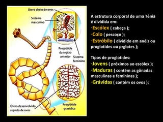 A estrutura corporal de uma Tênia
é dividida em:
-Escólex ( cabeça );
-Colo ( pescoço );
-Estróbilo ( dividido em anéis ou
proglotides ou prglotes );
Tipos de proglotides:
-Jovens ( próximos ao escólex );
-Maduras ( contém as gônadas
masculinas e femininas );
-Grávidas ( contém os ovos );

 