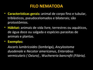 FILO NEMATODA
• Características gerais: animal de corpo fino e tubular,
triblásticos, pseudocelomados e bilaterais; são
protostômios.
• Hábitat: animais de vida livre, terrestres ou aquáticos,
de água doce ou salgada e espécies parasitas de
animais e plantas.
• Exemplos:
Ascaris lumbricoides (lombriga), Ancylostoma
duodenale e Necator americanus, Enterobius
vermicularis ( Oxiuro) , Wuchereria bancrofti (Filária).

 