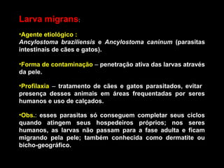 Larva migrans:
•Agente etiológico :
Ancylostoma braziliensis e Ancylostoma caninum (parasitas
intestinais de cães e gatos).
•Forma de contaminação – penetração ativa das larvas através
da pele.
•Profilaxia – tratamento de cães e gatos parasitados, evitar
presença desses animais em áreas frequentadas por seres
humanos e uso de calçados.
•Obs.: esses parasitas só conseguem completar seus ciclos
quando atingem seus hospedeiros próprios; nos seres
humanos, as larvas não passam para a fase adulta e ficam
migrando pela pele; também conhecida como dermatite ou
bicho-geográfico.

 
