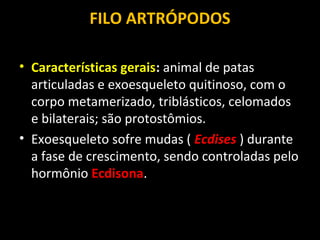 FILO ARTRÓPODOS
• Características gerais: animal de patas
articuladas e exoesqueleto quitinoso, com o
corpo metamerizado, triblásticos, celomados
e bilaterais; são protostômios.
• Exoesqueleto sofre mudas ( Ecdises ) durante
a fase de crescimento, sendo controladas pelo
hormônio Ecdisona.

 