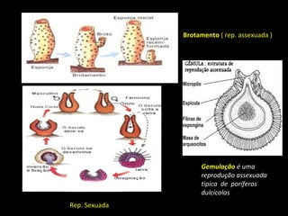Brotamento ( rep. assexuada )

Gemulação é uma
reprodução assexuada
tipica de poríferos
dulcícolas
Rep. Sexuada

 