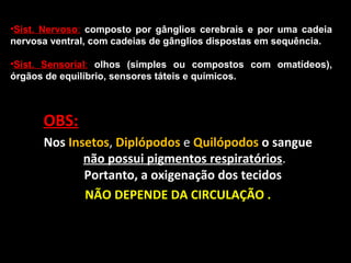 •Sist. Nervoso: composto por gânglios cerebrais e por uma cadeia
nervosa ventral, com cadeias de gânglios dispostas em sequência.
•Sist. Sensorial: olhos (simples ou compostos com omatídeos),
órgãos de equilíbrio, sensores táteis e químicos.

OBS:
Nos Insetos, Diplópodos e Quilópodos o sangue
não possui pigmentos respiratórios.
Portanto, a oxigenação dos tecidos
NÃO DEPENDE DA CIRCULAÇÃO .

 