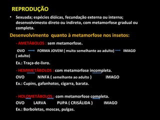 REPRODUÇÃO
•

Sexuada; espécies dióicas, fecundação externa ou interna;
desenvolvimesto direto ou indireto, com metamorfose gradual ou
completa.

Desenvolvimento quanto à metamorfose nos insetos:
- AMETÁBOLOS : sem metamorfose.
OVO
( adulto)

FORMA JOVEM ( muito semelhante ao adulto)

Ex.: Traça-de-livro.
- HEMIMETÁBOLOS : com metamorfose incompleta.
OVO
NINFA ( semelhante ao adulto )
IMAGO
Ex.: Cupins, gafanhotos, cigarra, barata.
- HOLOMETÁBOLOS : com metamorfose completa.
OVO
LARVA
PUPA ( CRISÁLIDA )
IMAGO
Ex.: Borboletas, moscas, pulgas.

IMAGO

 