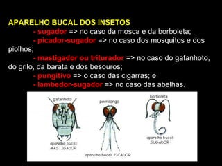 APARELHO BUCAL DOS INSETOS
- sugador => no caso da mosca e da borboleta;
- picador-sugador => no caso dos mosquitos e dos
piolhos;
- mastigador ou triturador => no caso do gafanhoto,
do grilo, da barata e dos besouros;
- pungitivo => o caso das cigarras; e
- lambedor-sugador => no caso das abelhas.

 
