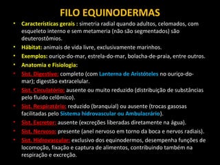 FILO EQUINODERMAS
•

•
•
•
•
•
•
•
•
•

Características gerais : simetria radial quando adultos, celomados, com
esqueleto interno e sem metameria (não são segmentados) são
deuterostômios.
Hábitat: animais de vida livre, exclusivamente marinhos.
Exemplos: ouriço-do-mar, estrela-do-mar, bolacha-de-praia, entre outros.
Anatomia e Fisiologia:
Sist. Digestivo: completo (com Lanterna de Aristóteles no ouriço-domar); digestão extracelular.
Sist. Circulatório: ausente ou muito reduzido (distribuição de substâncias
pelo fluido celômico).
Sist. Respiratório: reduzido (branquial) ou ausente (trocas gasosas
facilitadas pelo Sistema hidrovascular ou Ambulacrário).
Sist. Excretor: ausente (excreções liberadas diretamente na água).
Sist. Nervoso: presente (anel nervoso em torno da boca e nervos radiais).
Sist. Hidrovascular: exclusivo dos equinodermos, desempenha funções de
locomoção, fixação e captura de alimentos, contribuindo também na
respiração e excreção.

 