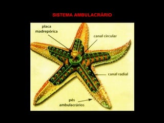 SISTEMA AMBULACRÁRIO

 