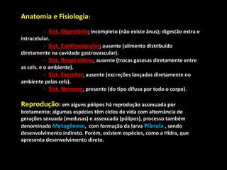 Anatomia e Fisiologia:
- Sist. Digestório: incompleto (não existe ânus); digestão extra e

intracelular.

- Sist. Cardiovascular: ausente (alimento distribuído

diretamente na cavidade gastrovascular).
- Sist. Respiratório: ausente (trocas gasosas diretamente entre
as cels. e o ambiente).
- Sist. Excretor: ausente (excreções lançadas diretamente no
ambiente pelas cels).
- Sist. Nervoso: presente (do tipo difuso por todo o corpo).

Reprodução: em alguns pólipos há reprodução assexuada por

brotamento; algumas espécies têm ciclos de vida com alternância de
gerações sexuada (medusas) e assexuada (pólipos), processo também
denominado Metagênese, com formação da larva Plânula , sendo
desenvolvimento indireto. Porém, existem espécies, como a Hidra, que
apresenta desenvolvimento direto.

 