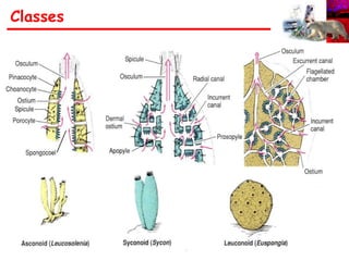 Classes
Ascon Sycon
Leucon
 