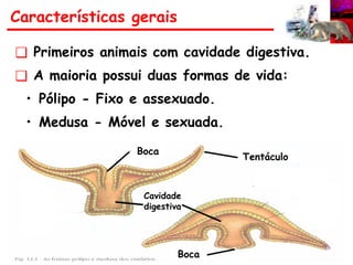 Características gerais
❑ Primeiros animais com cavidade digestiva.
❑ A maioria possui duas formas de vida:
• Pólipo - Fixo e assexuado.
• Medusa - Móvel e sexuada.
Boca
Boca
Tentáculo
Cavidade
digestiva
 