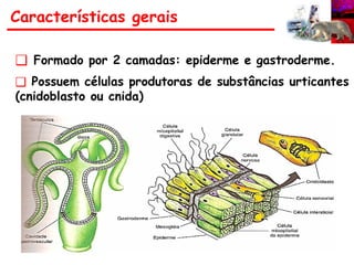 Características gerais
❑ Formado por 2 camadas: epiderme e gastroderme.
❑ Possuem células produtoras de substâncias urticantes
(cnidoblasto ou cnida)
 