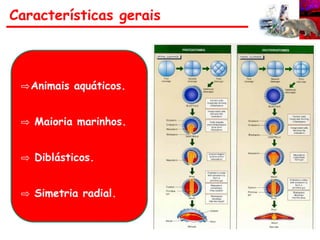 Características gerais
⇨Animais aquáticos.
⇨ Maioria marinhos.
⇨ Diblásticos.
⇨ Simetria radial.
 