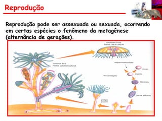 Reprodução pode ser assexuada ou sexuada, ocorrendo
em certas espécies o fenômeno da metagênese
(alternância de gerações).
Reprodução
 