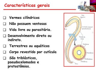 ❑ Vermes cilíndricos
❑ Não possuem ventosas
❑ Vida livre ou parasitária.
❑ Desenvolvimento direto ou
indireto.
❑ Terrestres ou aquáticos
❑ Corpo revestido por cutícula
❑ São triblásticos,
pseudocelomados e
protostômios.
Características gerais
 