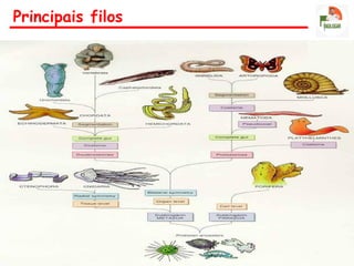 Principais filos
 