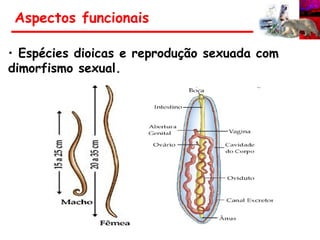 • Espécies dioicas e reprodução sexuada com
dimorfismo sexual.
Aspectos funcionais
 
