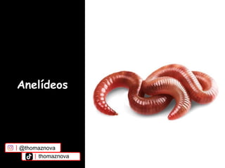 Anelídeos
@thomaznova
thomaznova
 