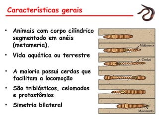 Características gerais
• Animais com corpo cilíndrico
segmentado em anéis
(metameria).
• Vida aquática ou terrestre
• A maioria possui cerdas que
facilitam a locomoção
• São triblásticos, celomados
e protostômios
• Simetria bilateral
 