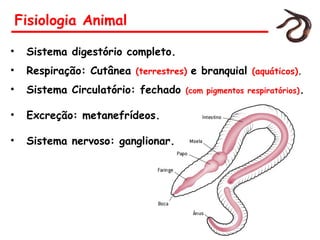 Fisiologia Animal
• Sistema digestório completo.
• Respiração: Cutânea (terrestres) e branquial (aquáticos).
• Sistema Circulatório: fechado (com pigmentos respiratórios).
• Excreção: metanefrídeos.
• Sistema nervoso: ganglionar.
 