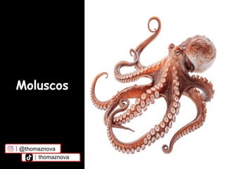 Moluscos
@thomaznova
thomaznova
 
